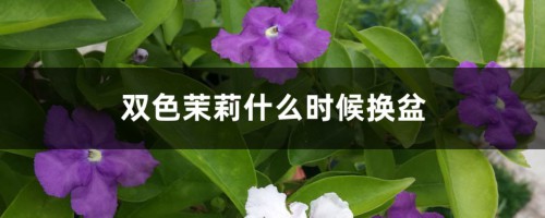 双色茉莉什么时候换盆