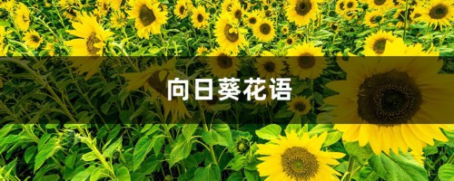 向日葵花语