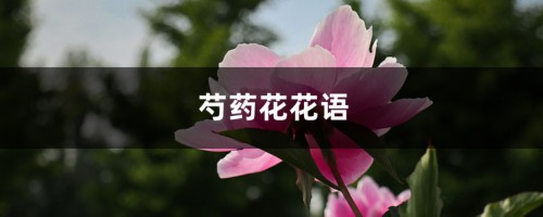 芍药花花语，有什么象征意义和传说