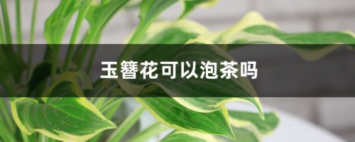 玉簪花可以泡茶吗