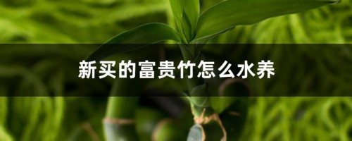 新买的富贵竹怎么水养