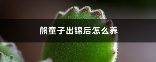 熊童子出锦后怎么养